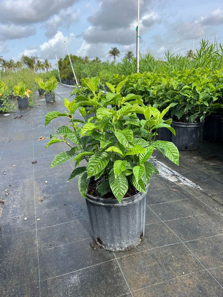 psychotria-wild-coffee