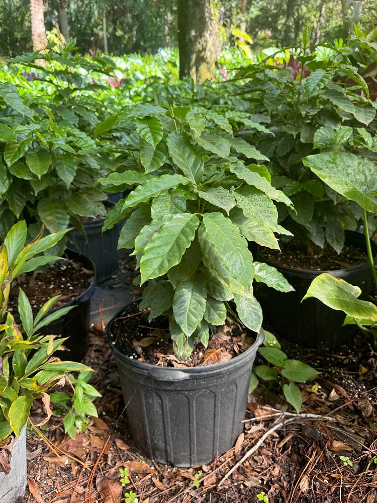 psychotria-wild-coffee
