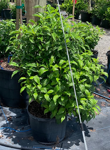 psychotria-wild-coffee