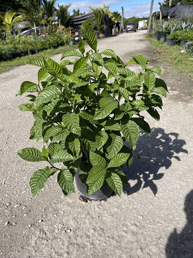 psychotria-wild-coffee