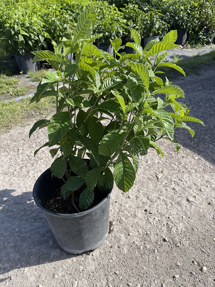 psychotria-wild-coffee