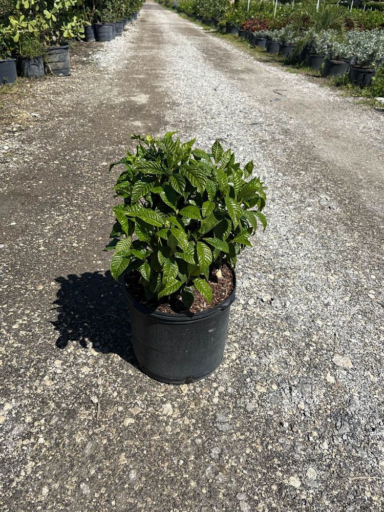 psychotria-wild-coffee