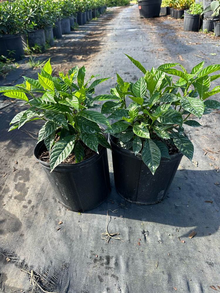 psychotria-wild-coffee