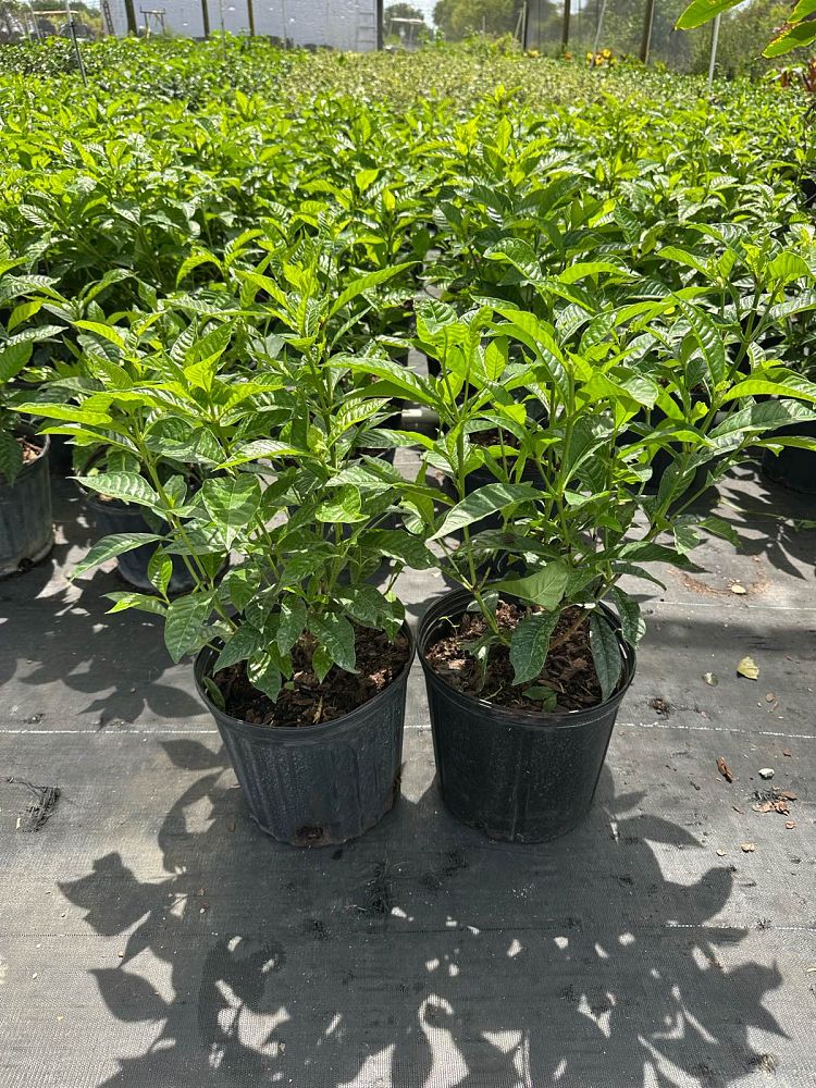 psychotria-wild-coffee