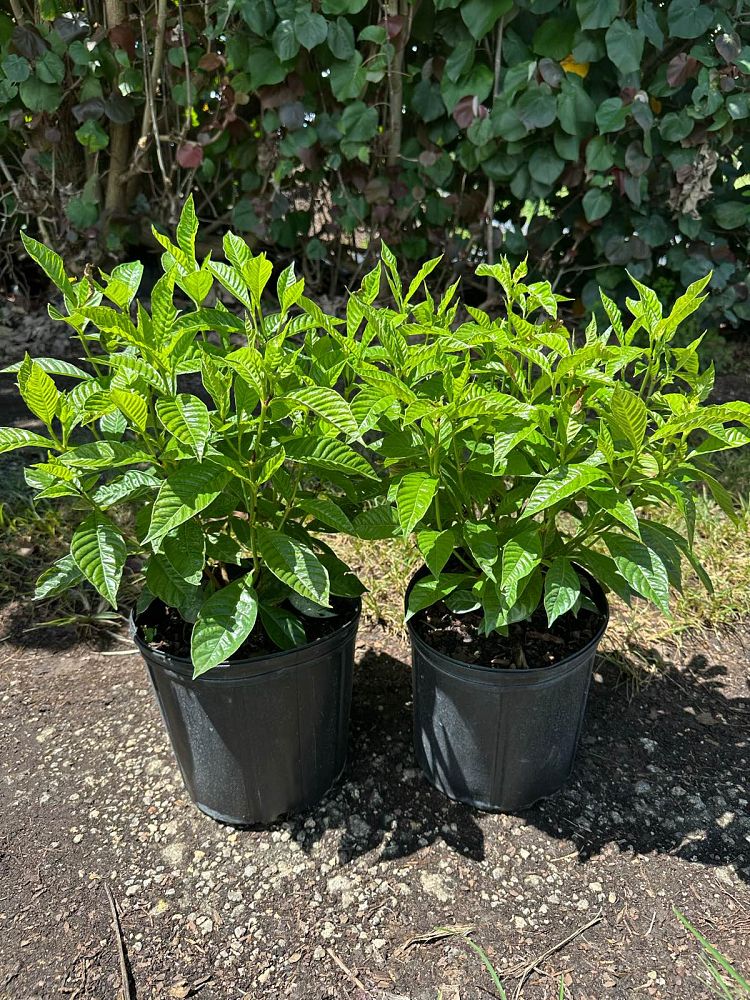psychotria-wild-coffee
