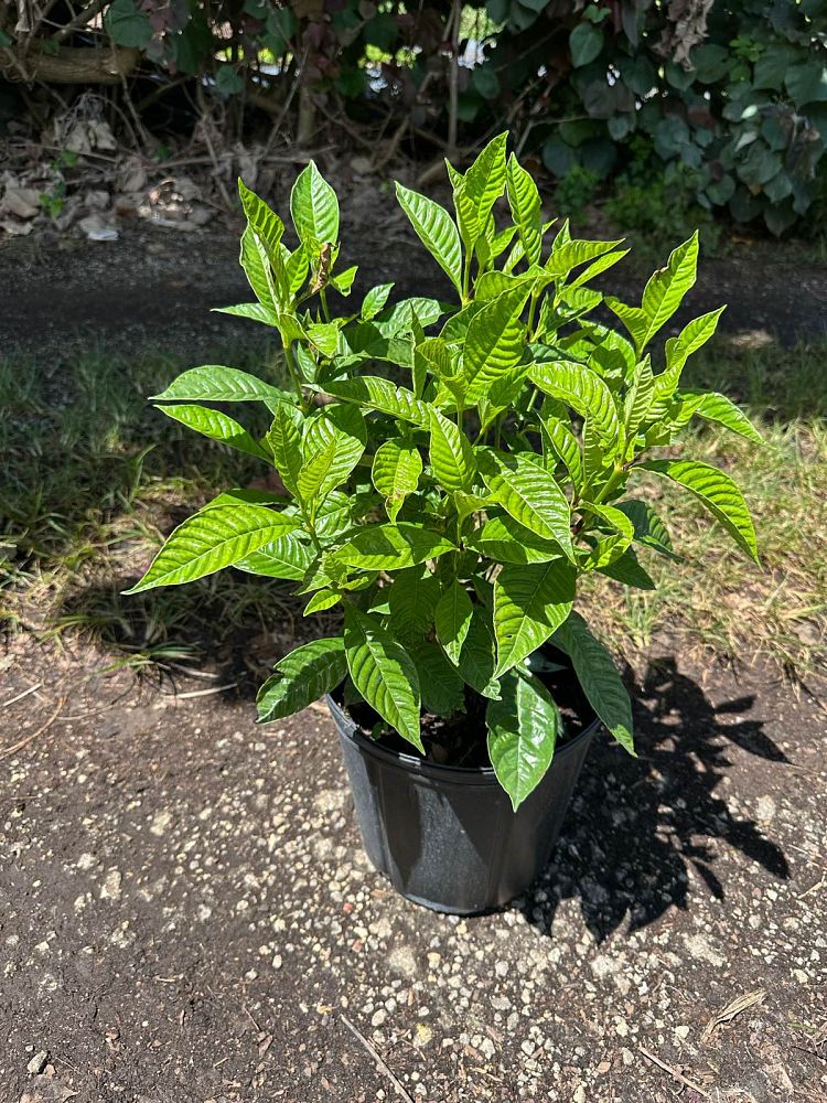 psychotria-wild-coffee