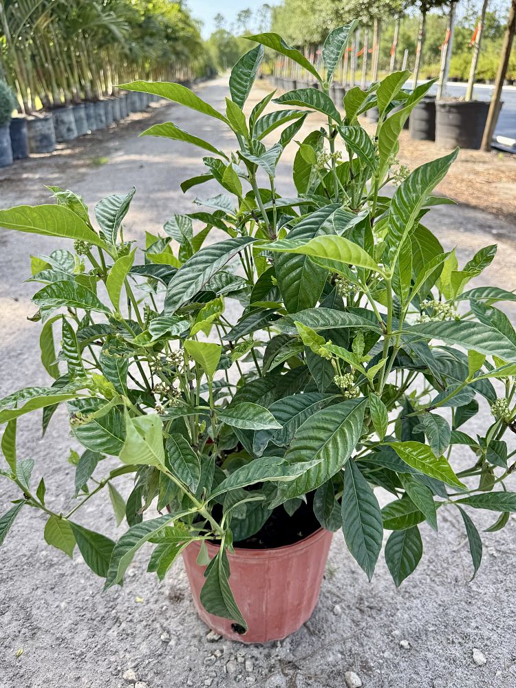 psychotria-wild-coffee