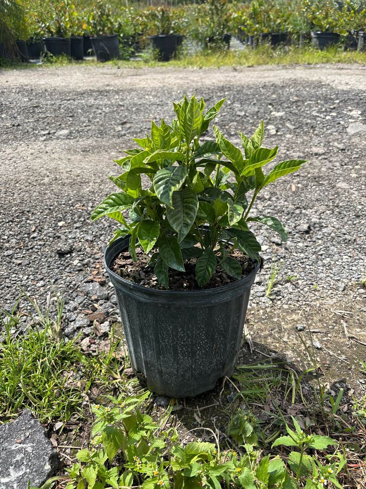 psychotria-wild-coffee