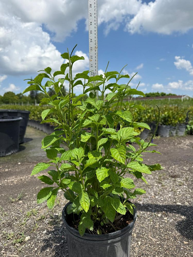 psychotria-wild-coffee