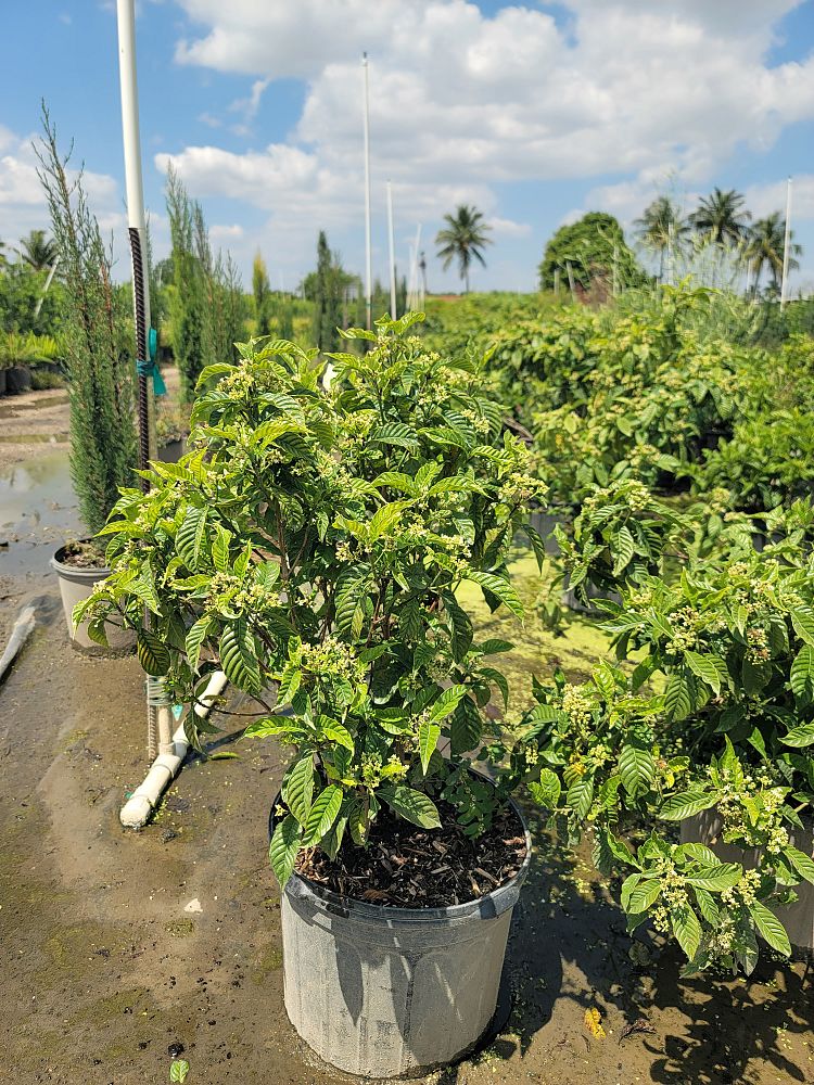 psychotria-wild-coffee