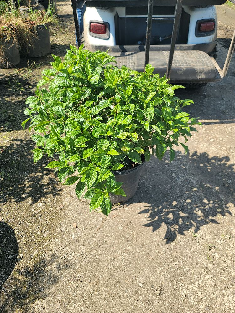psychotria-wild-coffee