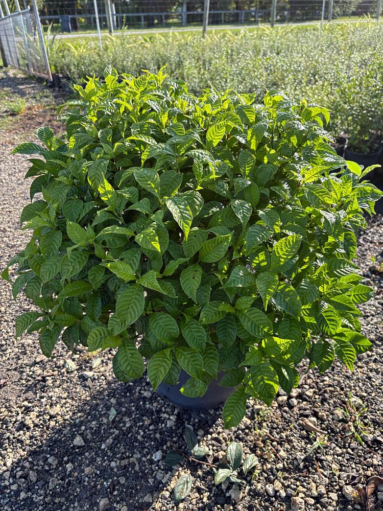 psychotria-wild-coffee