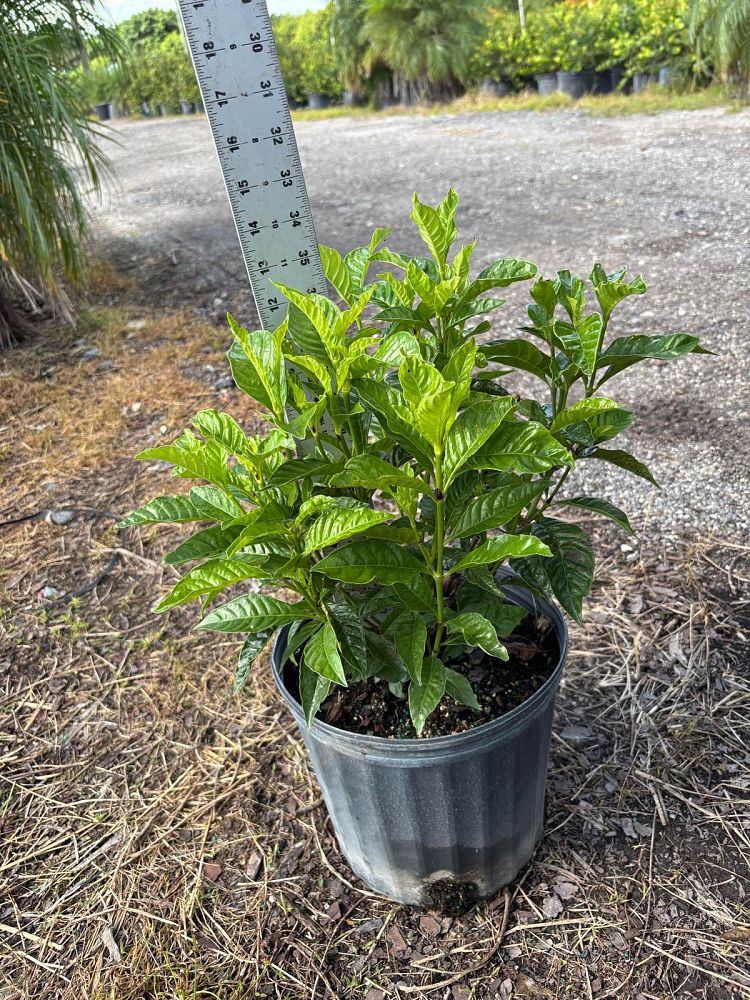 psychotria-wild-coffee