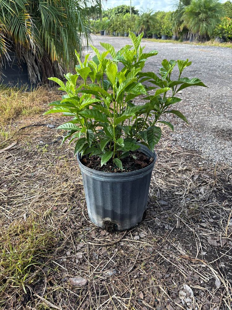 psychotria-wild-coffee