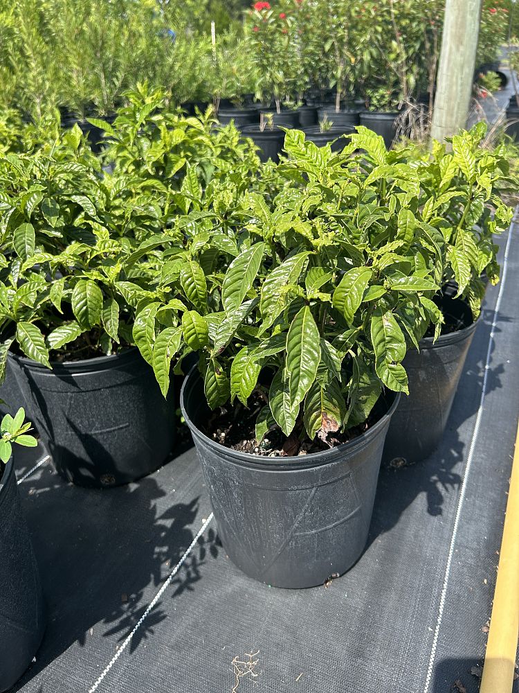 psychotria-wild-coffee