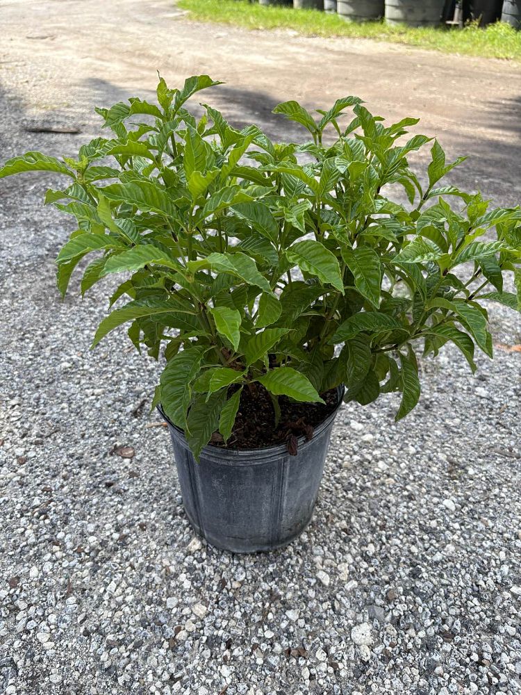 psychotria-wild-coffee