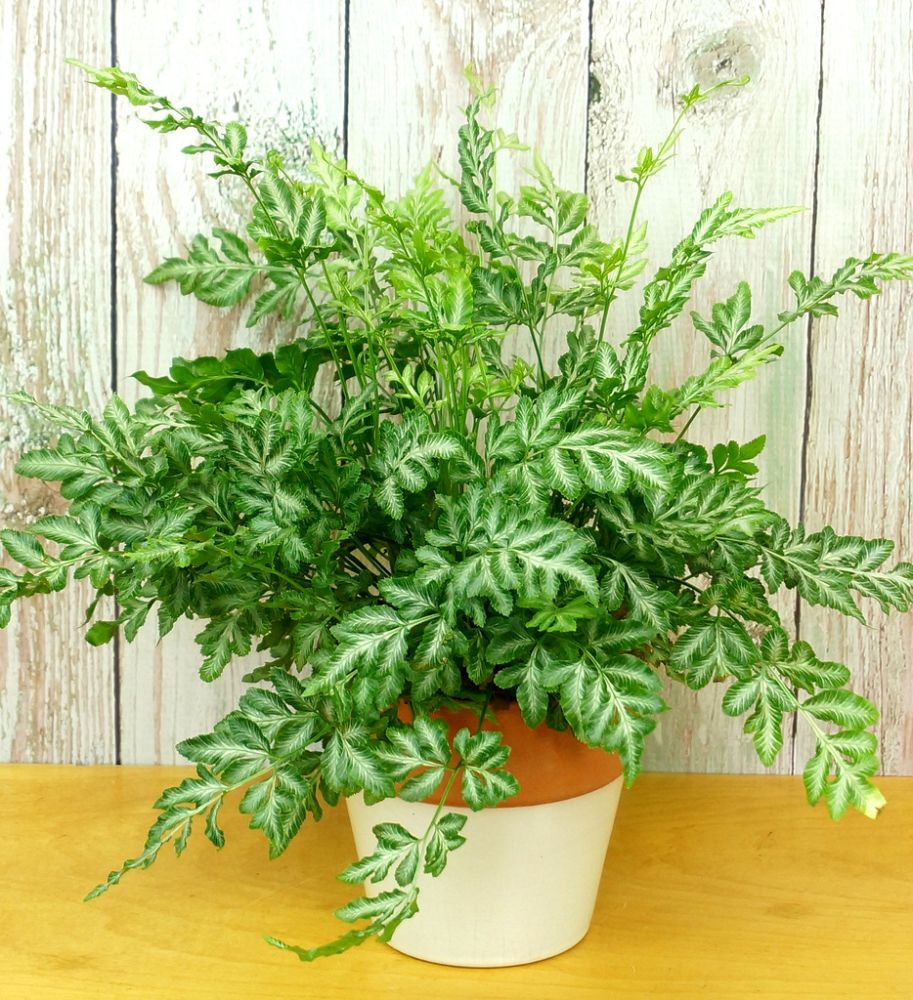 pteris-cretica-evergemiensis-pteris-fern-silver-lace