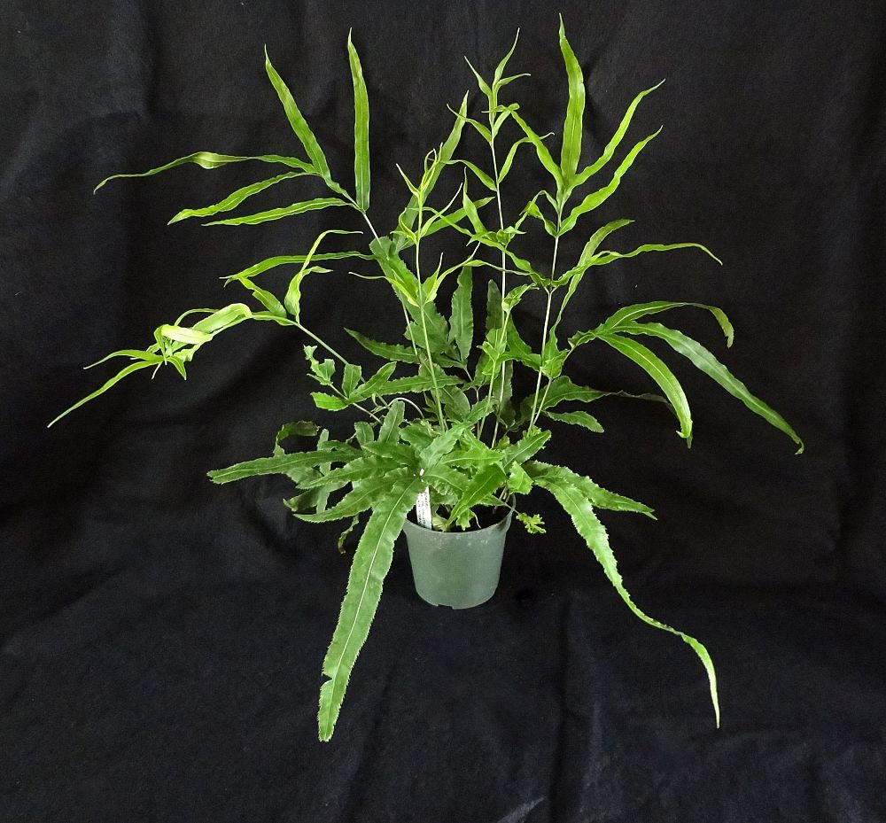pteris-cretica-roweri-roweri-fern