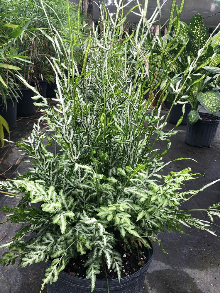 pteris-ensiformis-evergemiensis-silver-lace-fern
