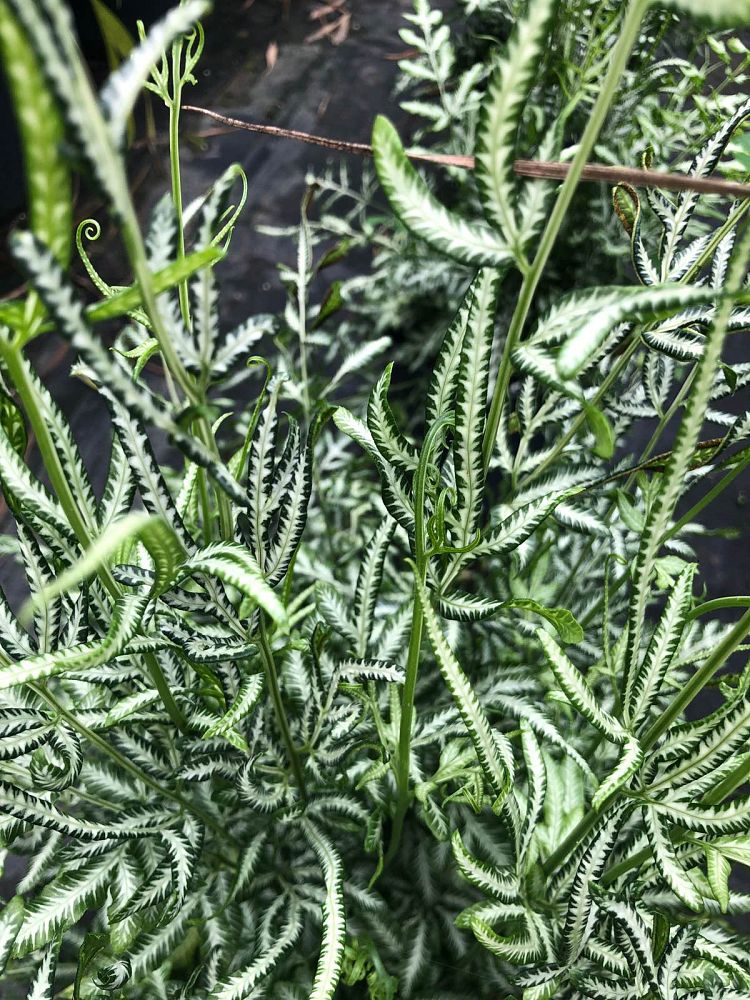 pteris-ensiformis-evergemiensis-silver-lace-fern