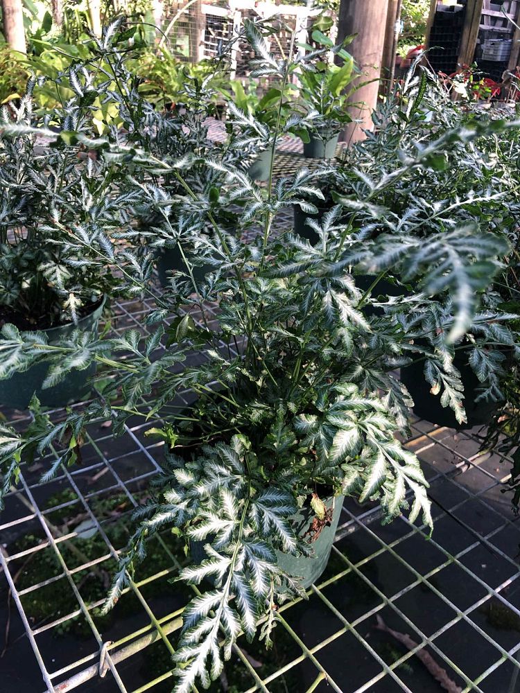 pteris-ensiformis-evergemiensis-silver-lace-fern