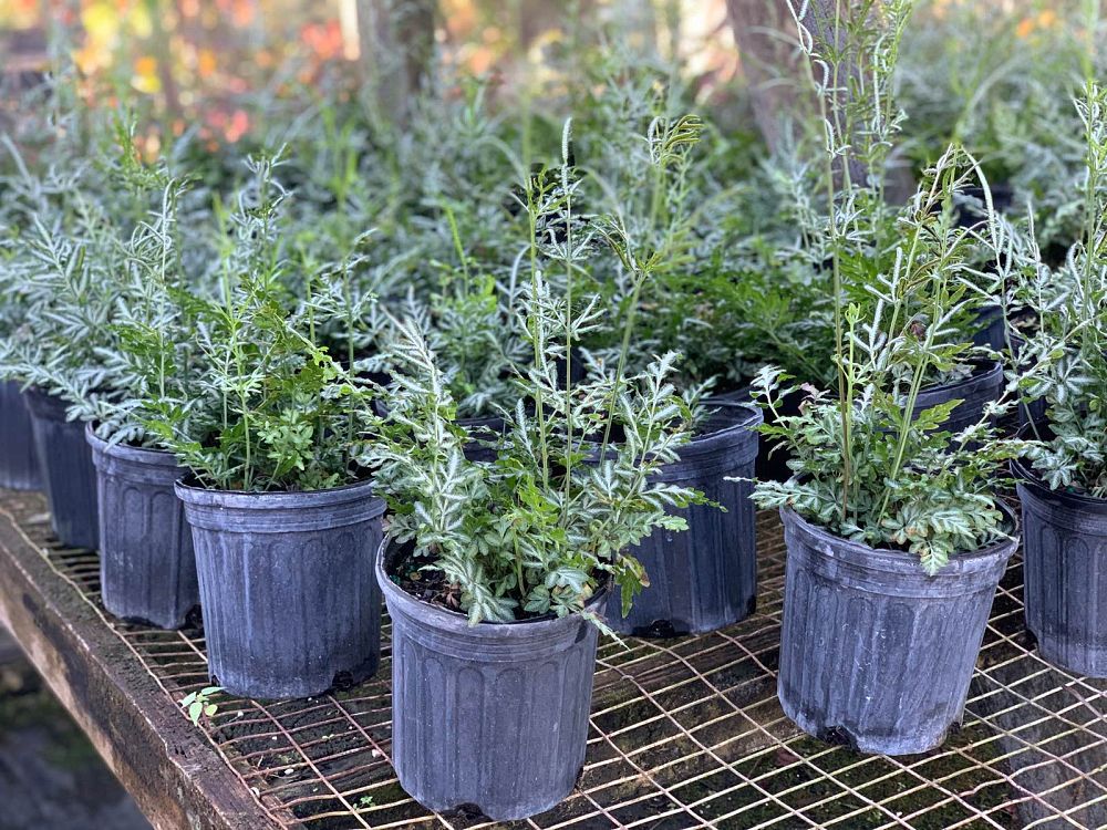 pteris-ensiformis-evergemiensis-silver-lace-fern