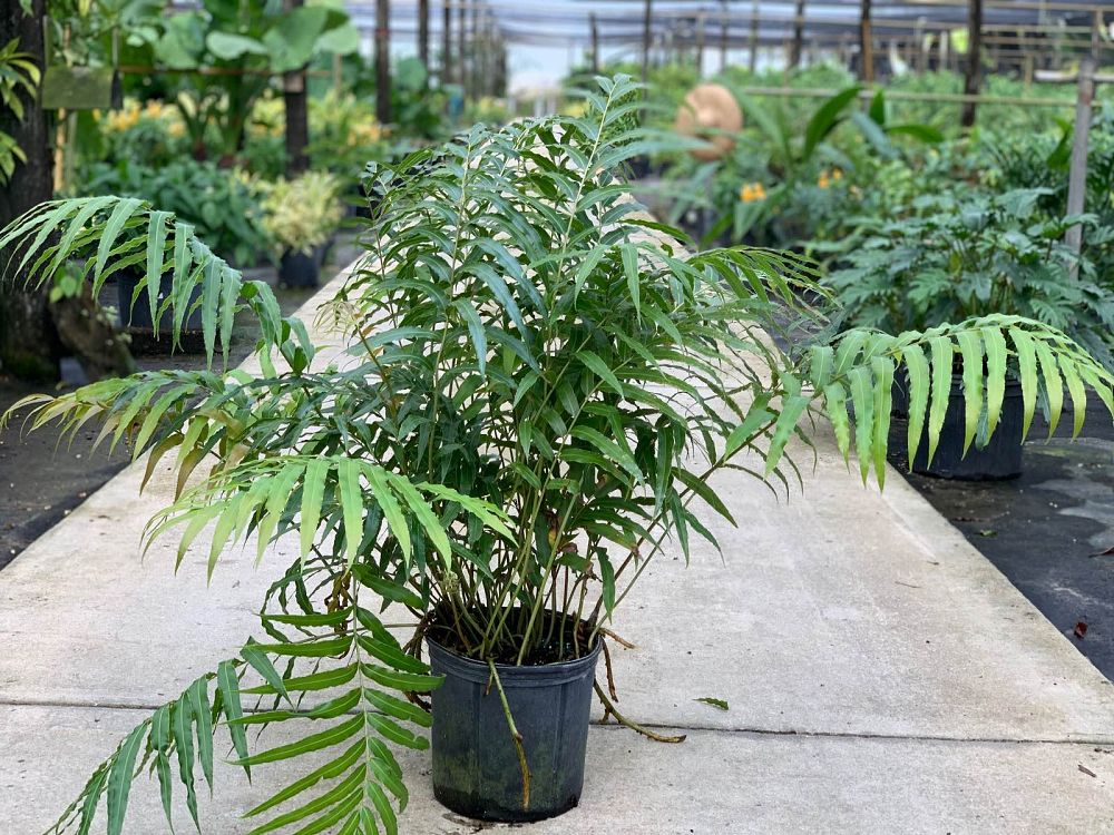 pteris-tripartita-giant-brake-fern