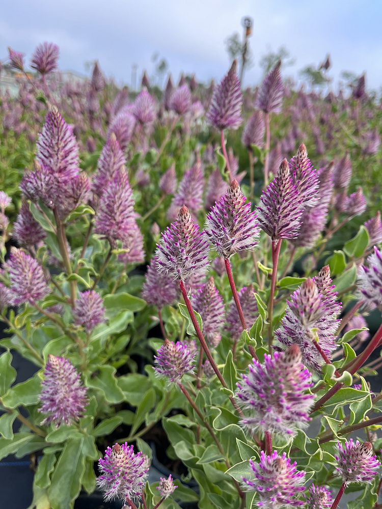 ptilotus-exaltatus-pink-mulla-mulla-lambs-tails