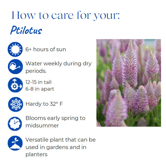 ptilotus-exaltatus-pink-mulla-mulla-lambs-tails