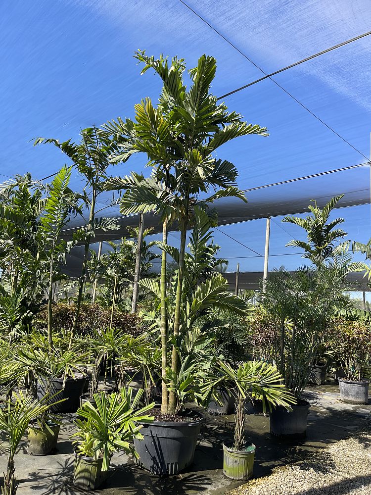 ptychosperma-caryotoides