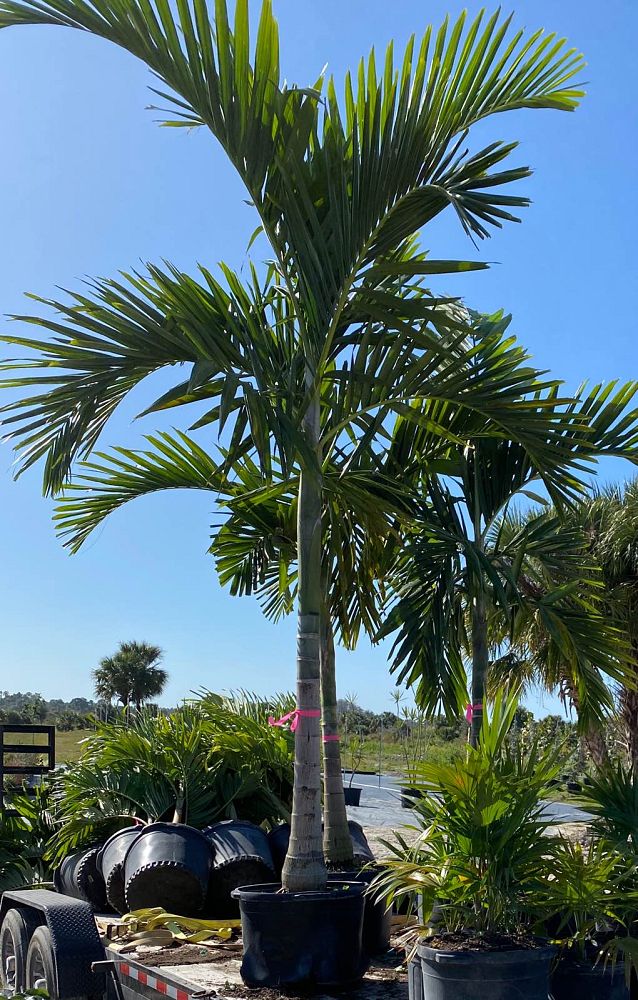 Corkscrew Tree LLC | plantANT.com