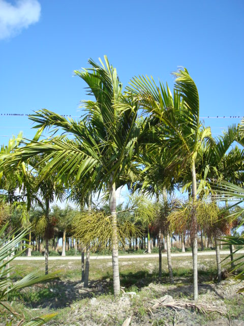 ptychosperma-elegans-alexander-palm-solitaire-palm