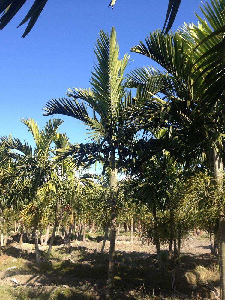 Florida Tree Farms, Inc.