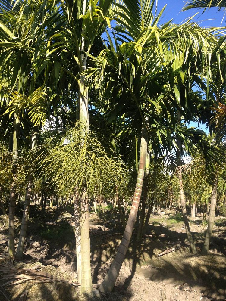 Florida Tree Farms, Inc.