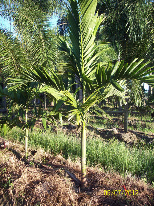 ptychosperma-elegans-alexander-palm-solitaire-palm