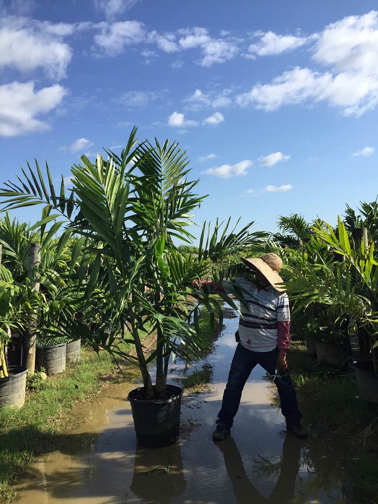 ptychosperma-elegans-alexander-palm-solitaire-palm