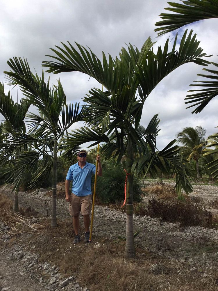 ptychosperma-elegans-alexander-palm-solitaire-palm