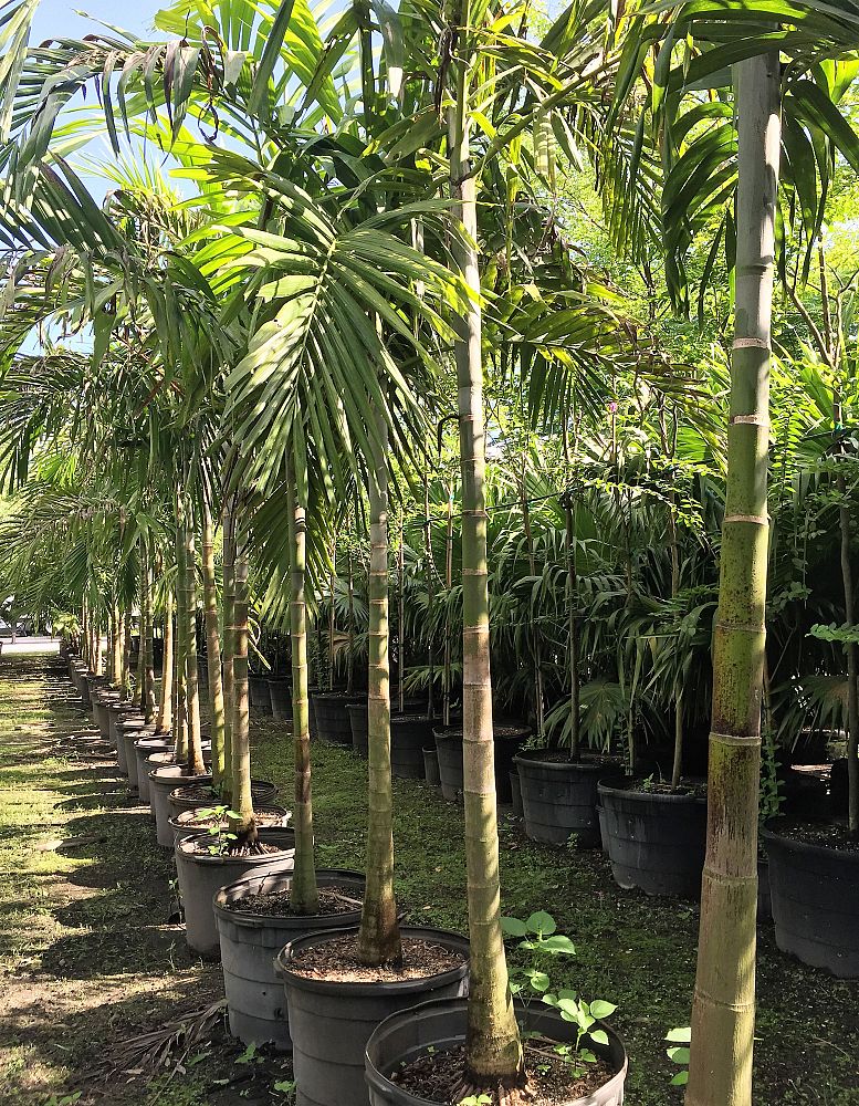 ptychosperma-elegans-alexander-palm-solitaire-palm
