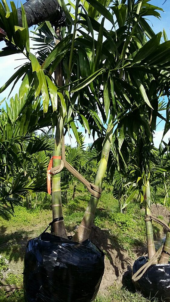 ptychosperma-elegans-alexander-palm-solitaire-palm