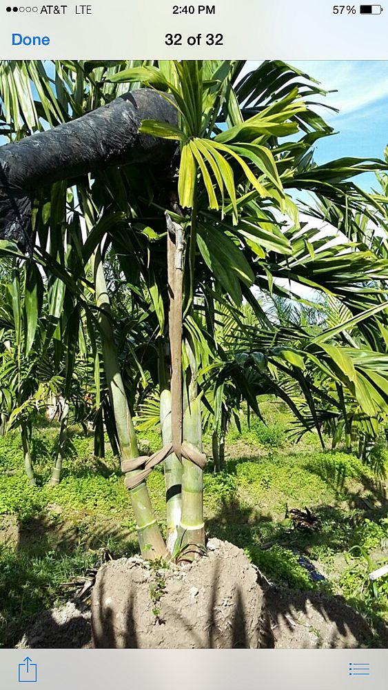 ptychosperma-elegans-alexander-palm-solitaire-palm