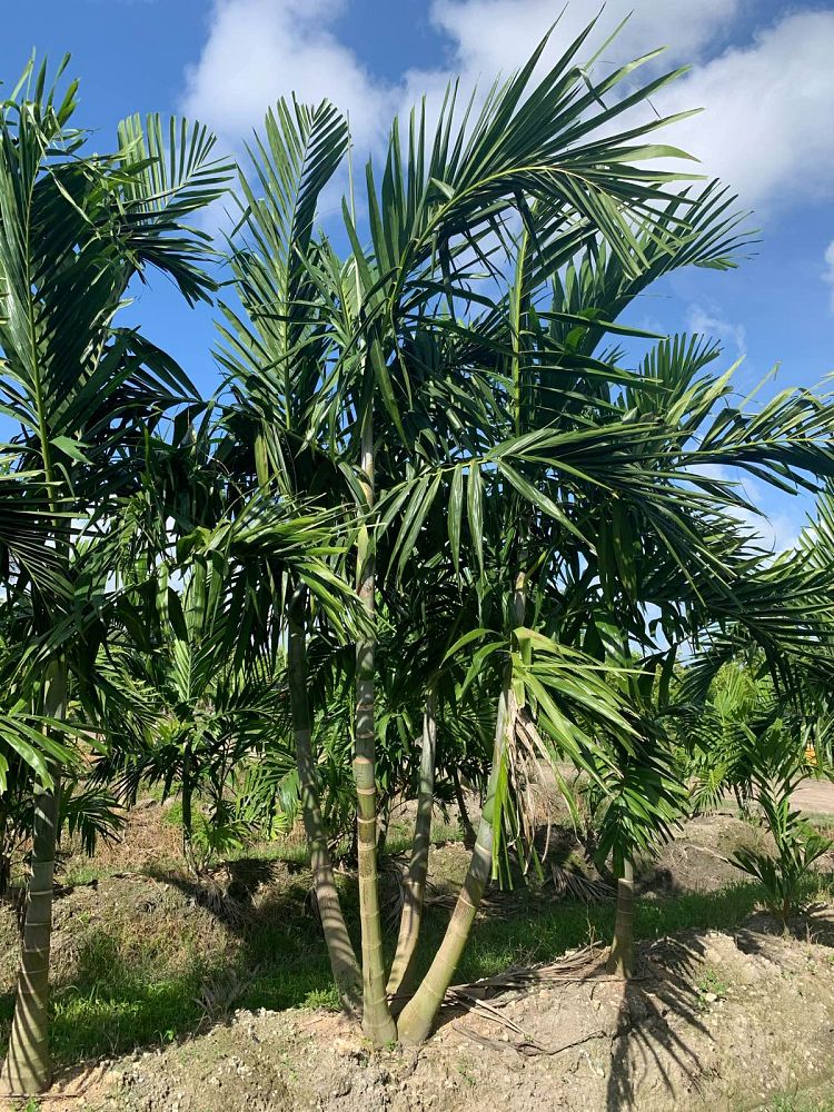 ptychosperma-elegans-alexander-palm-solitaire-palm