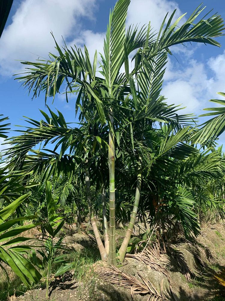 ptychosperma-elegans-alexander-palm-solitaire-palm