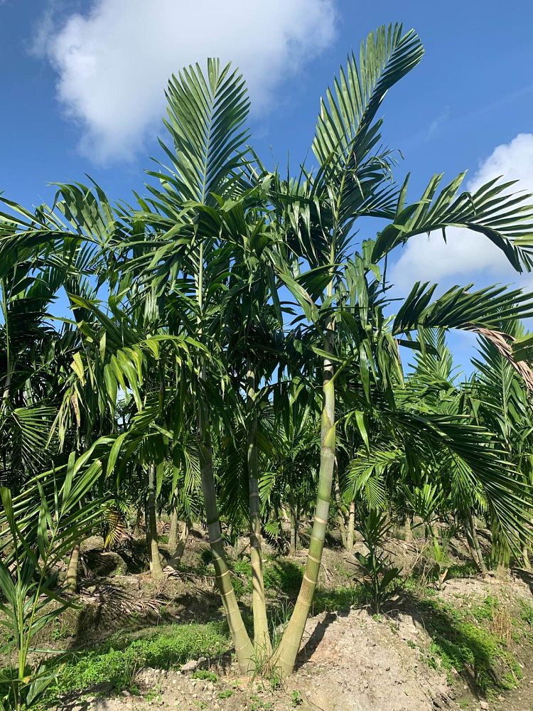 ptychosperma-elegans-alexander-palm-solitaire-palm