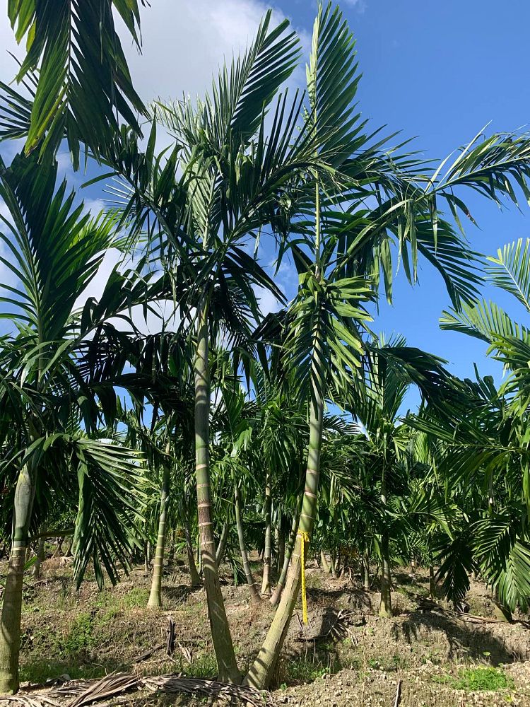 ptychosperma-elegans-alexander-palm-solitaire-palm