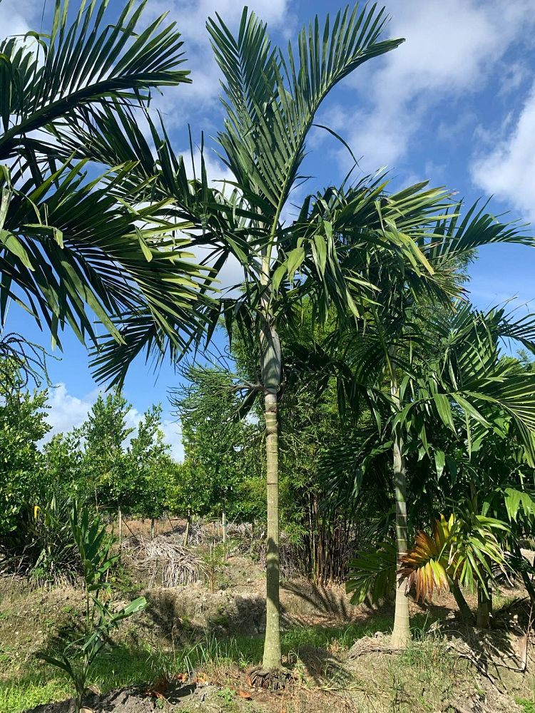 ptychosperma-elegans-alexander-palm-solitaire-palm