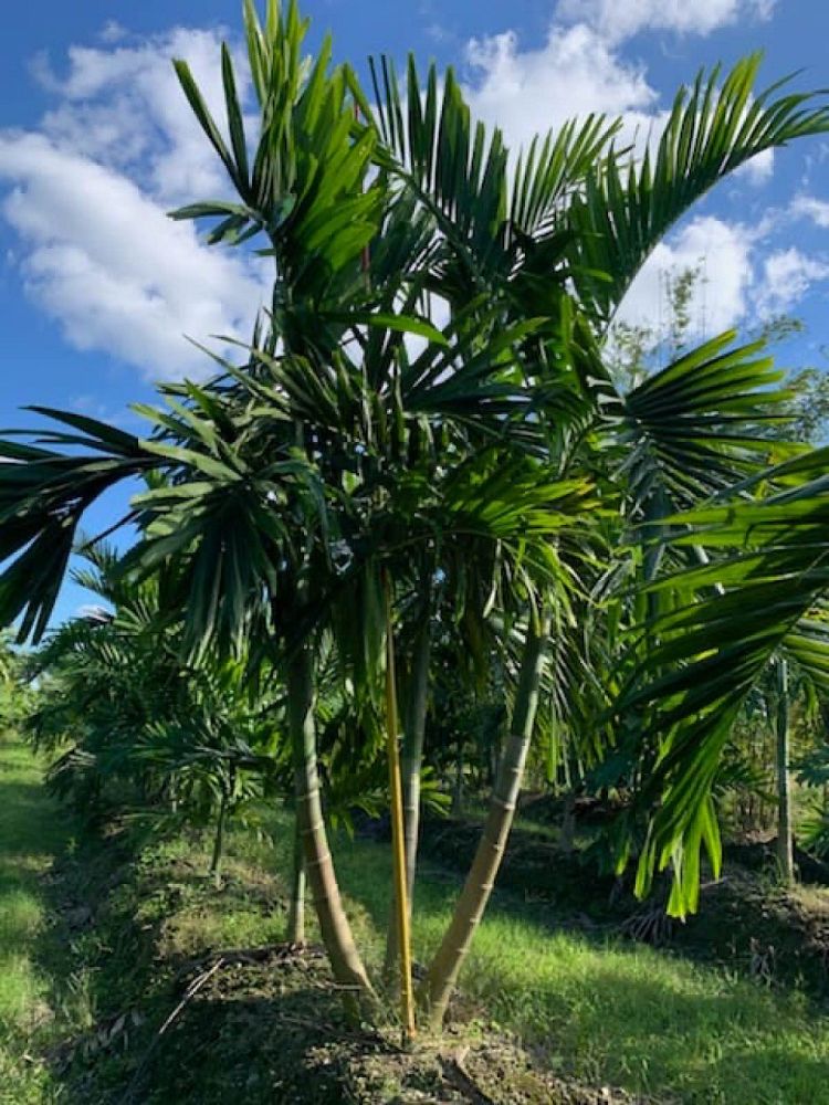 ptychosperma-elegans-alexander-palm-solitaire-palm
