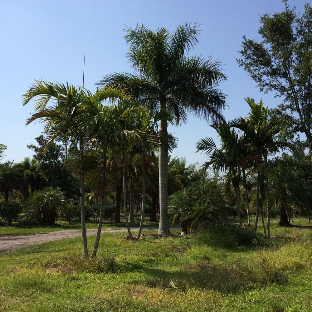ptychosperma-elegans-alexander-palm-solitaire-palm