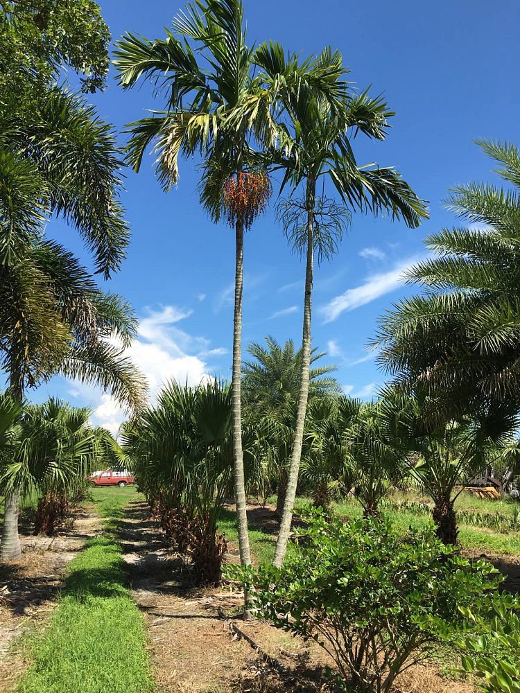 ptychosperma-elegans-alexander-palm-solitaire-palm