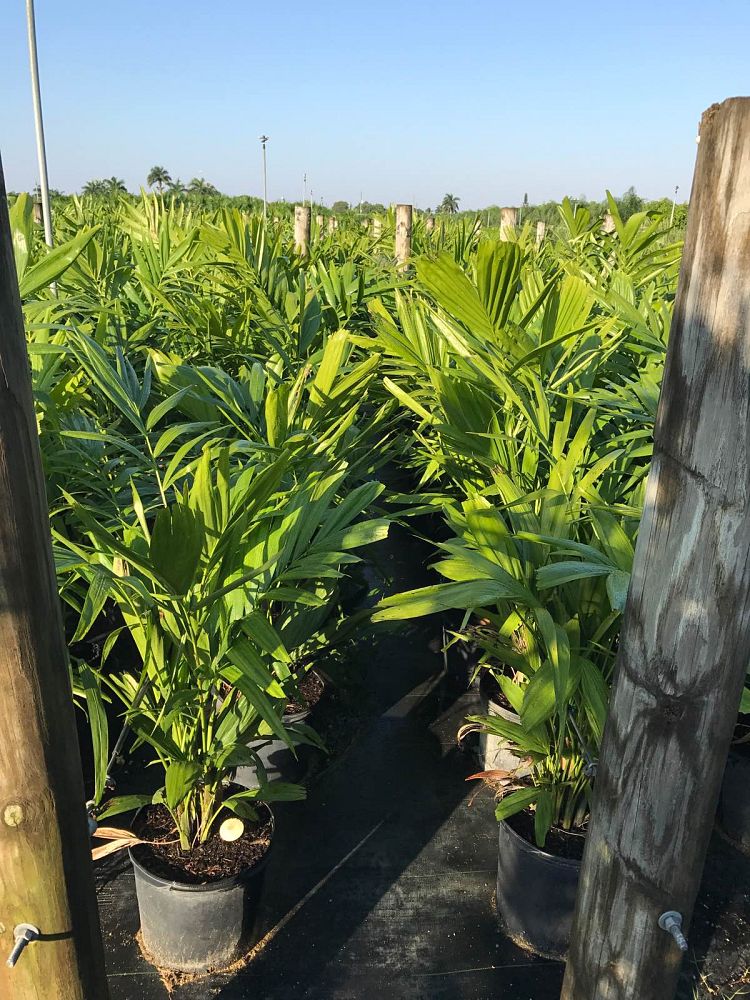 ptychosperma-elegans-alexander-palm-solitaire-palm