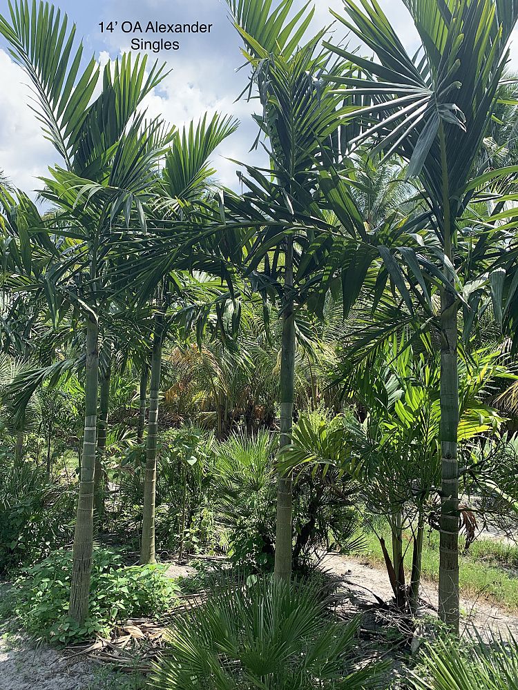 ptychosperma-elegans-alexander-palm-solitaire-palm